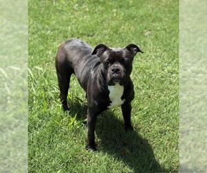 American Bulldog-Unknown Mix Dogs for adoption in Tulsa, OK, USA