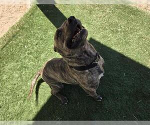 American Pit Bull Terrier-Unknown Mix Dogs for adoption in HESPERIA, CA, USA