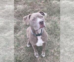 Staffordshire Bull Terrier-Unknown Mix Dogs for adoption in Lee's Summit, MO, USA