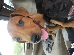 Medium Photo #1 Great Dane-Labrador Retriever Mix Puppy For Sale in Von Ormy, TX, USA