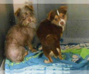 Toxirn Dogs for adoption in Orange, CA, USA