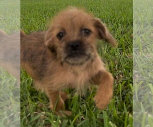 Pug-Unknown Mix Dogs for adoption in Rosenberg, TX, USA