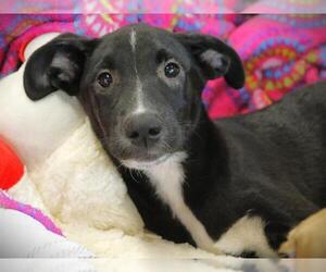 American Staffordshire Terrier-Plott Hound Mix Dogs for adoption in Tallahassee, FL, USA