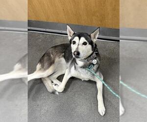 Siberian Husky Dogs for adoption in Forestville, MD, USA