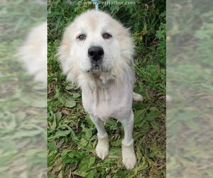 Great Pyrenees Dogs for adoption in Palmer, AK, USA