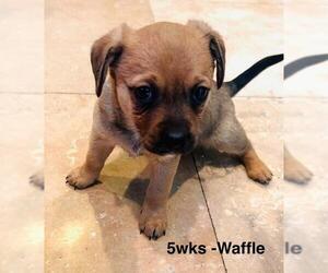 Chiweenie Dogs for adoption in Los Angeles, CA, USA