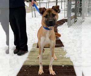 Black Mouth Cur Dogs for adoption in Newton, NC, USA