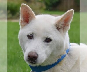 Shiba Inu Dogs for adoption in Huntley, IL, USA