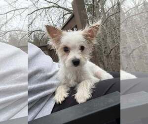 Mutt Dogs for adoption in Greenville, SC, USA