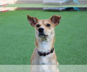 Chihuahua-Unknown Mix Dogs for adoption in Chestertown, MD, USA