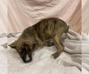 German Shepherd Dog-Unknown Mix Dogs for adoption in Modesto, CA, USA