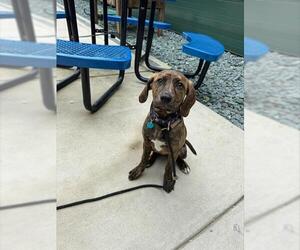 Labrador Retriever-Unknown Mix Dogs for adoption in Waterford, VA, USA
