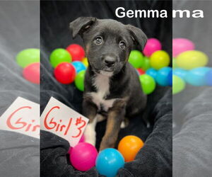 Mutt Dogs for adoption in Estherville, IA, USA