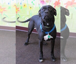 Boxer Dogs for adoption in Waynesboro, PA, USA