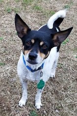 Jack-Rat Terrier Dogs for adoption in Nashville, TN, USA