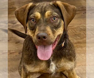 American Pit Bull Terrier-Poodle (Standard) Mix Dogs for adoption in Cranford, NJ, USA