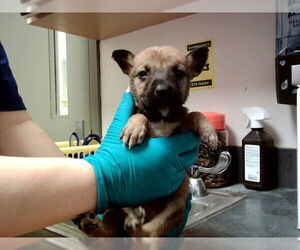 Mutt Dogs for adoption in Martinez, CA, USA