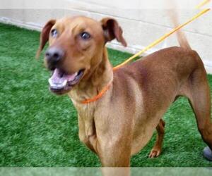 Vizsla Dogs for adoption in Orange, CA, USA