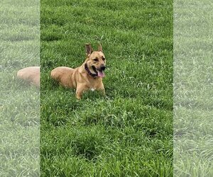 Medium Photo #6 German Shepherd Dog-Unknown Mix Puppy For Sale in Chico, CA, USA