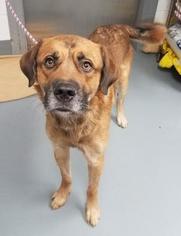 Mastiff-Unknown Mix Dogs for adoption in Mission, KS, USA