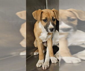 American Pit Bull Terrier Dogs for adoption in Riverside, CA, USA