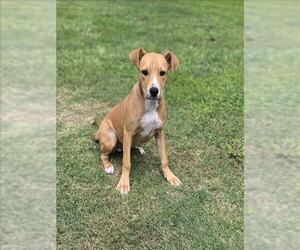 Labrador Retriever-Unknown Mix Dogs for adoption in Grovetown, GA, USA
