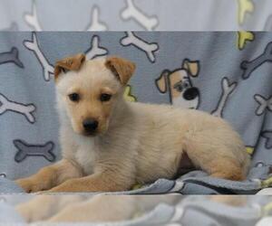 Mutt Dogs for adoption in Thief River Falls, MN, USA