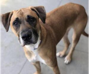 Small Rhodesian Ridgeback Mix