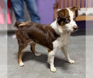 Australian Shepherd-Unknown Mix Dogs for adoption in Genesee, WI, USA