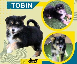 Aussiedoodle Miniature  Dogs for adoption in Lindsay, CA, USA