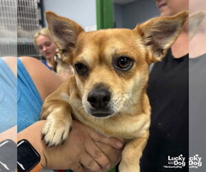 Chi-Corgi Dogs for adoption in Washington, DC, USA
