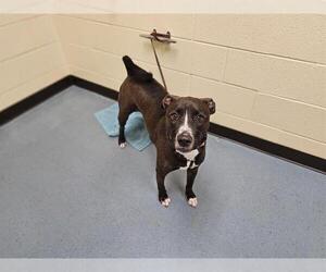 Labrador Retriever Dogs for adoption in Denver, CO, USA