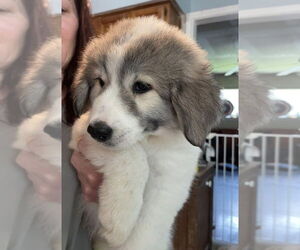 Great Pyrenees-Unknown Mix Dogs for adoption in Plymouth, MN, USA