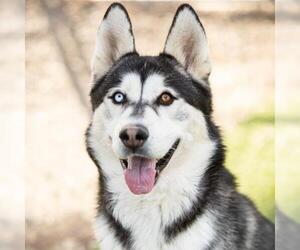 Siberian Husky Dogs for adoption in Camarillo, CA, USA