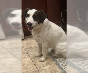 Australian Shepherd-Unknown Mix Dogs for adoption in Chandler, AZ, USA