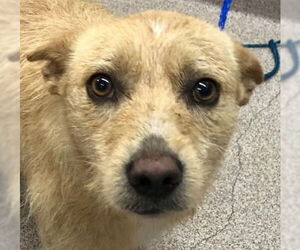 Mutt Dogs for adoption in Canton, CT, USA