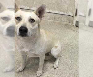 German Shepherd Dog Dogs for adoption in Riverside, CA, USA