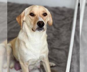 Labrador Retriever-Unknown Mix Dogs for adoption in San Diego, CA, USA