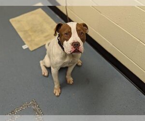 Bullboxer Pit Dogs for adoption in Denver, CO, USA