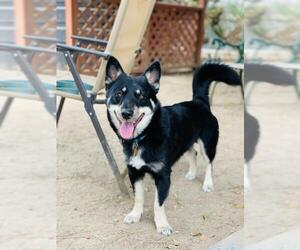 Chihuahua-Huskies  Mix Dogs for adoption in Seal Beach, CA, USA