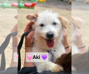 Mutt Dogs for adoption in Agoura Hills, CA, USA