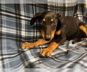 Doberman Pinscher Dogs for adoption in HESPERIA, CA, USA