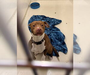 Mutt Dogs for adoption in Fremont, CA, USA