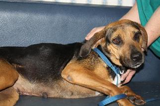 Black Mouth Cur-Unknown Mix Dogs for adoption in Wauchula, FL, USA