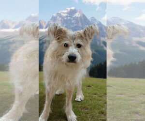 Mutt Dogs for adoption in Menifee, CA, USA