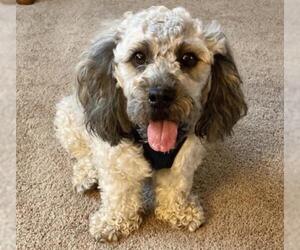 Lhasa-Poo Dogs for adoption in Plainfield, IL, USA