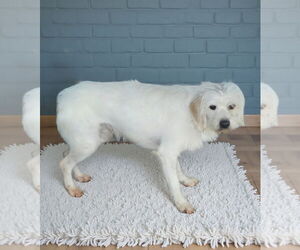 Maltese-Unknown Mix Dogs for adoption in Pasadena, CA, USA