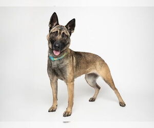 Mutt Dogs for adoption in Imlay City, MI, USA