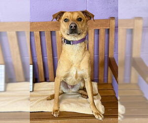 Rat Terrier-Unknown Mix Dogs for adoption in Genesee, WI, USA