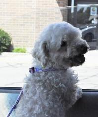 Poodle (Toy) Dogs for adoption in Abrams, WI, USA